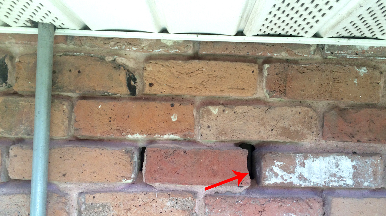 Look for holes in Brick exterior of home where pests can enter.