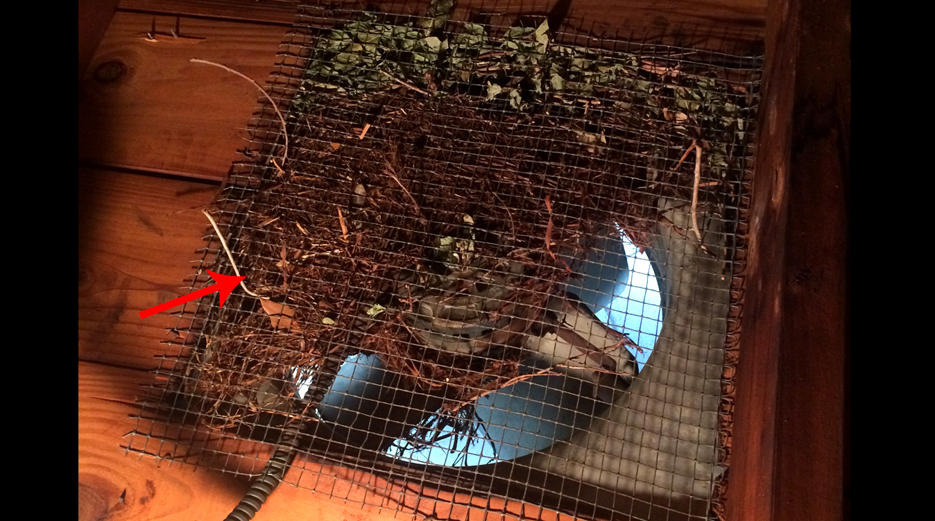 Nest in attic fan
