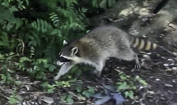 Raccoon Trapping, Raccoon Control, Wildlife Control, New Orleans Wildlife Control, New Orleans Wildlife Removal