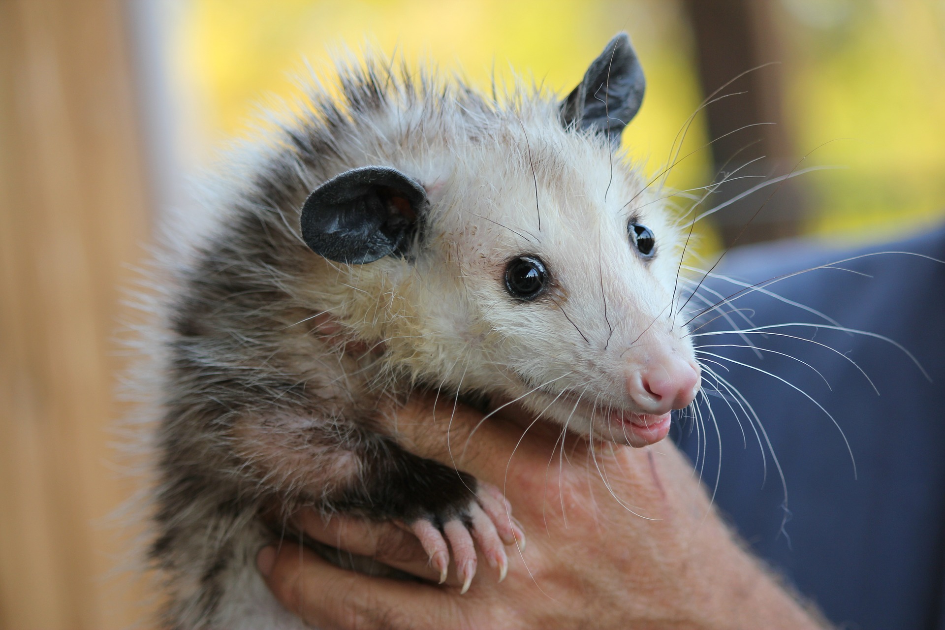 opossum, opossums, opossum removal, opossum control, wildlife removal, wildlife control, New Orleans opossum removal