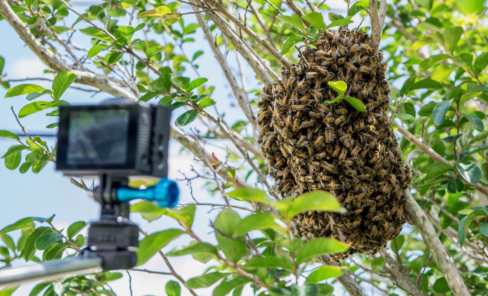 HONEY BEES : "How Sweet It Is"