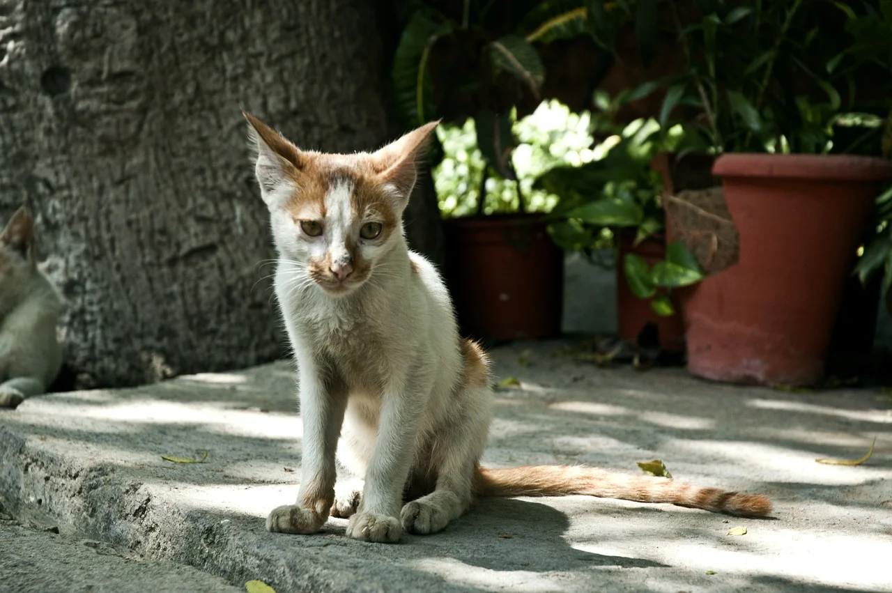 cats-61240_1280.jpg