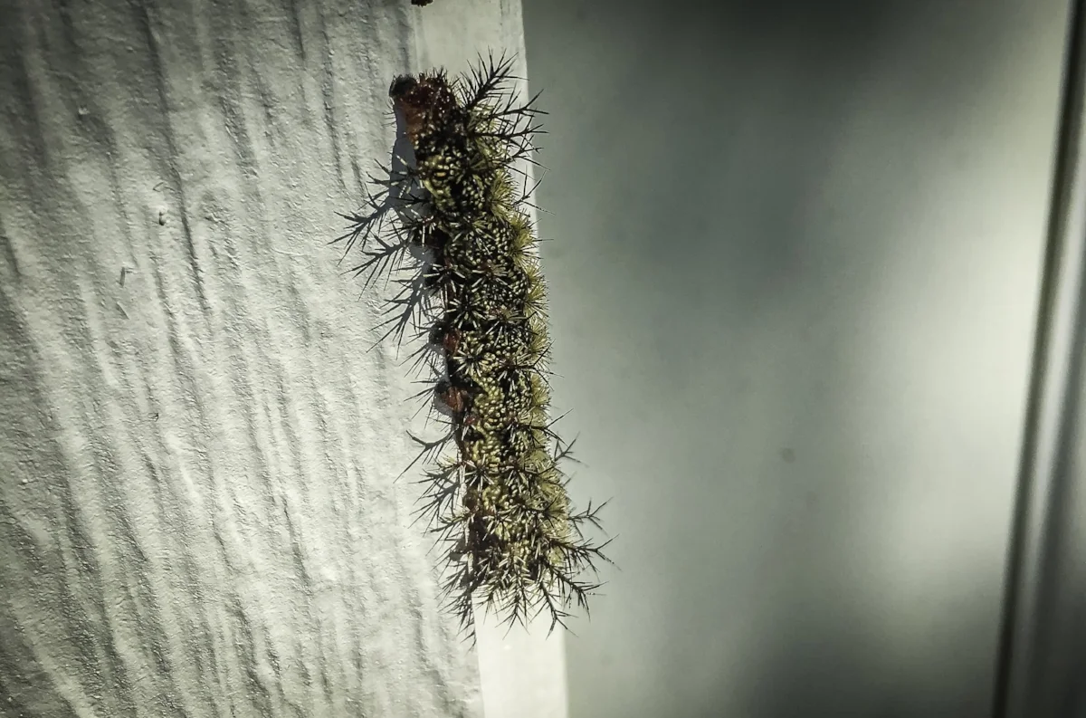 Buckmoth caterpillar.jpg