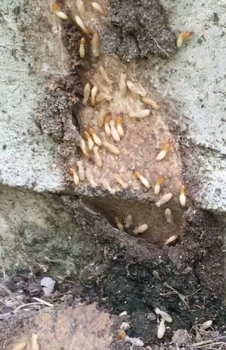 termites copy.png