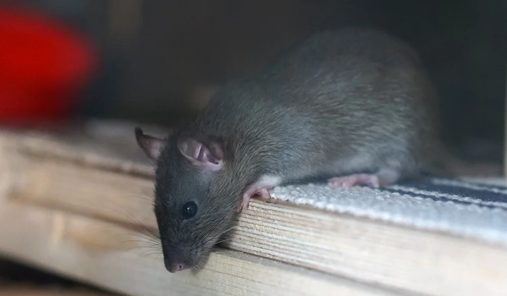 Rats in my house 
