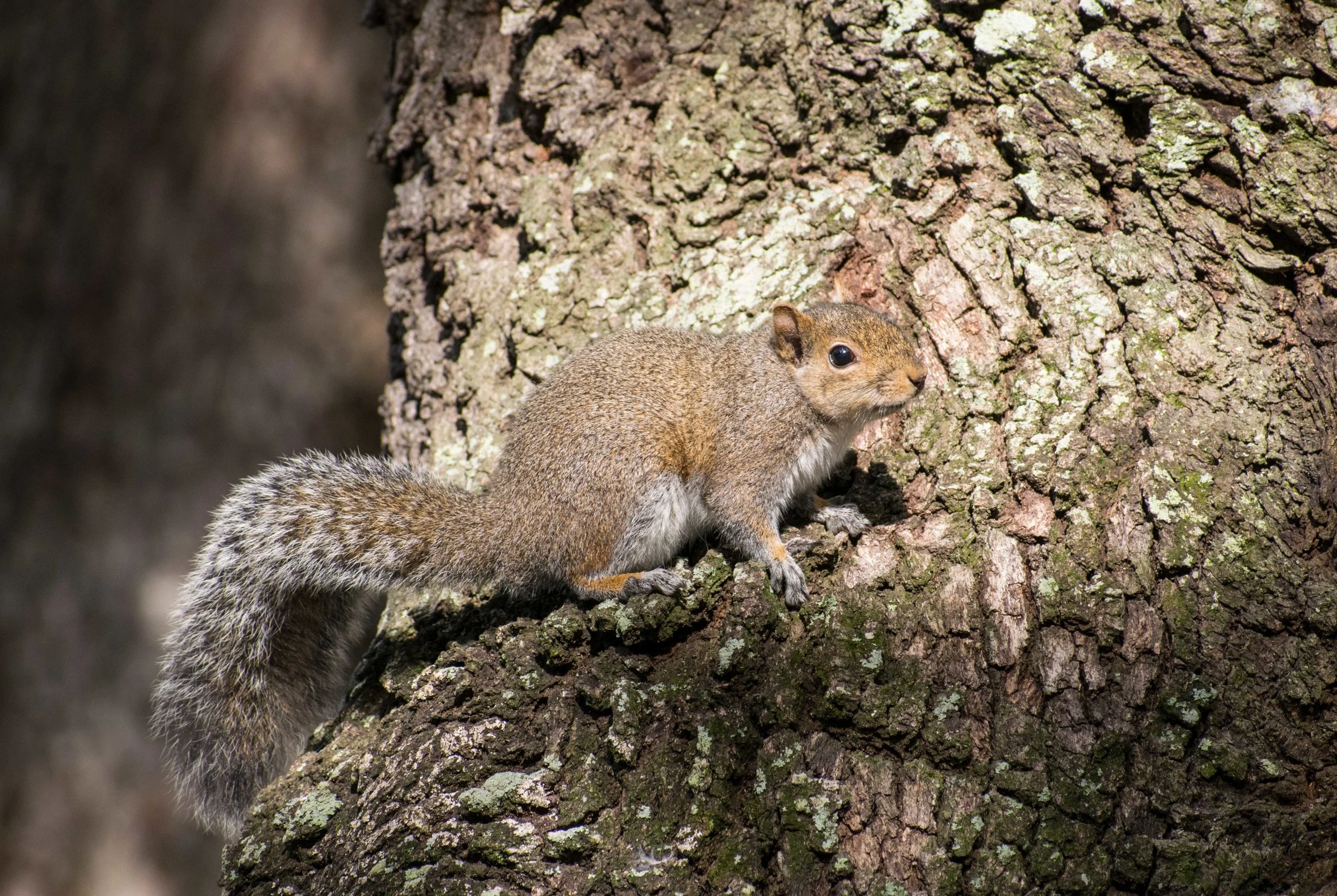 Squirrel_onTree.jpg
