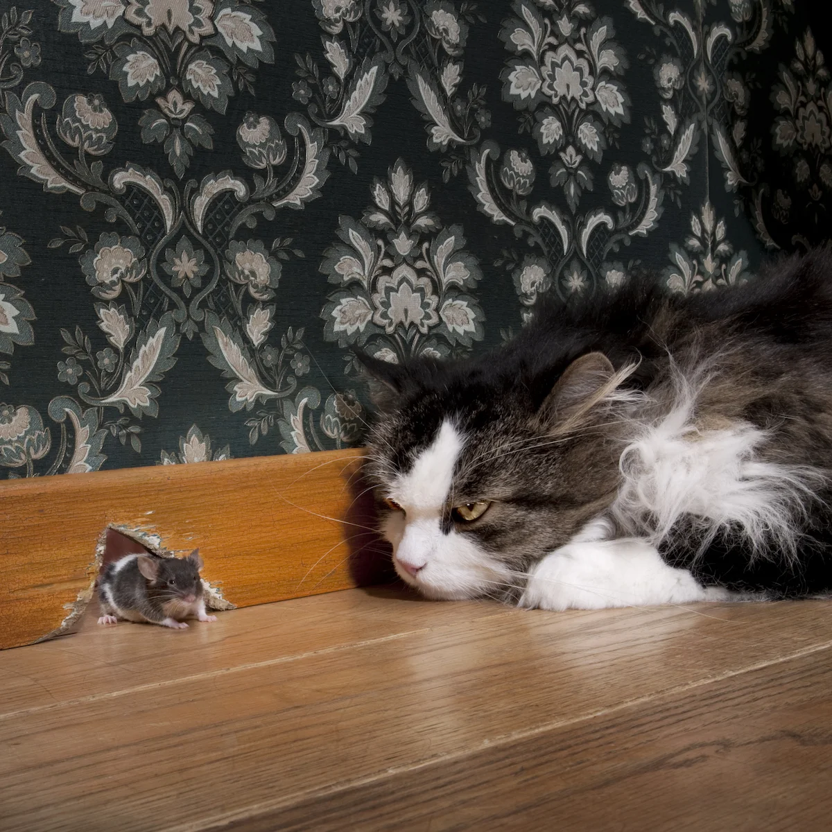 cat-staring-at-a-mouse-coming-out-of-her-hole-P8WGZJY.jpg