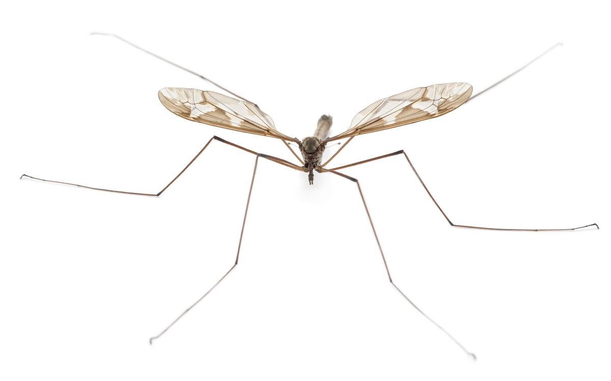What to Do when a Crane Fly Swarms Your Home