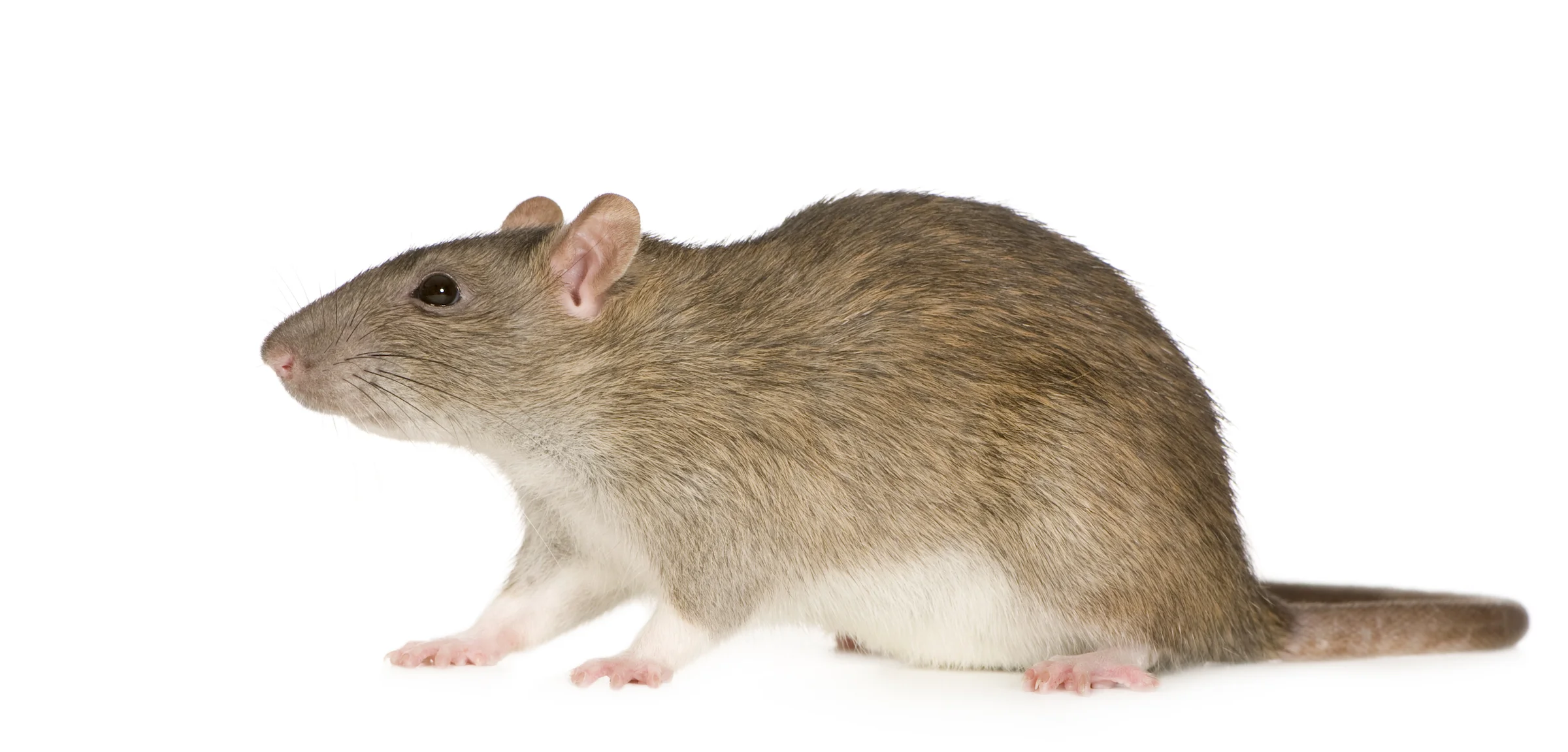 rat-6-months-PMU8WJN.jpg