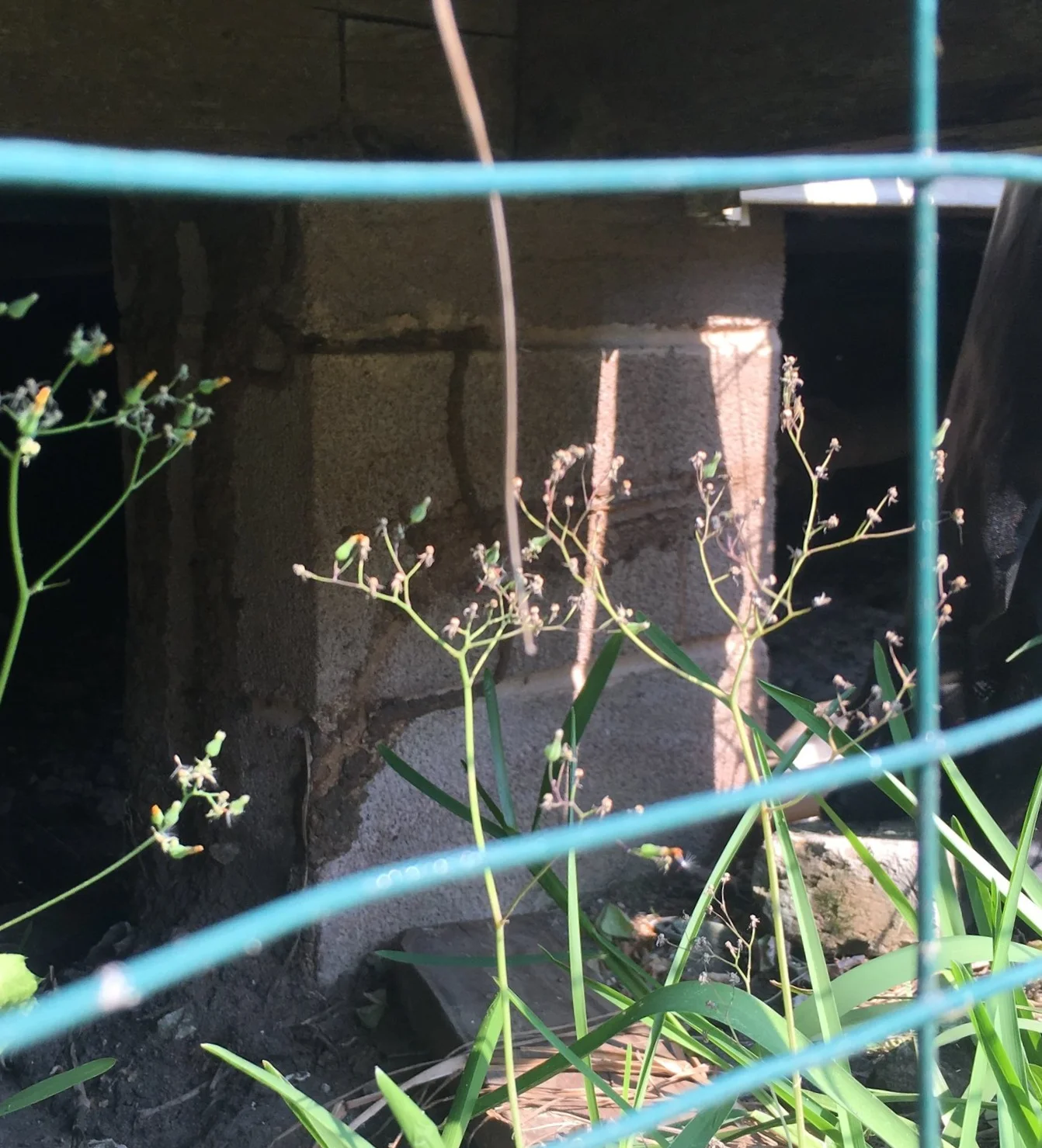 Termite Mud Tubes along the cement pier of this property
