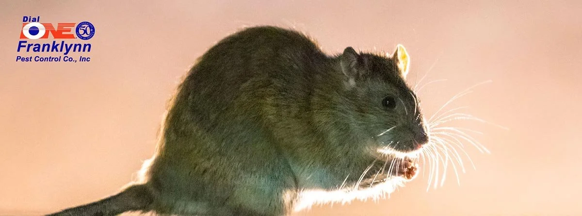 Pest Problems After Storms – Rodents in Hiding