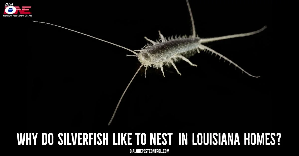 Why Do Silverfish Like to Nest in Louisiana Homes?