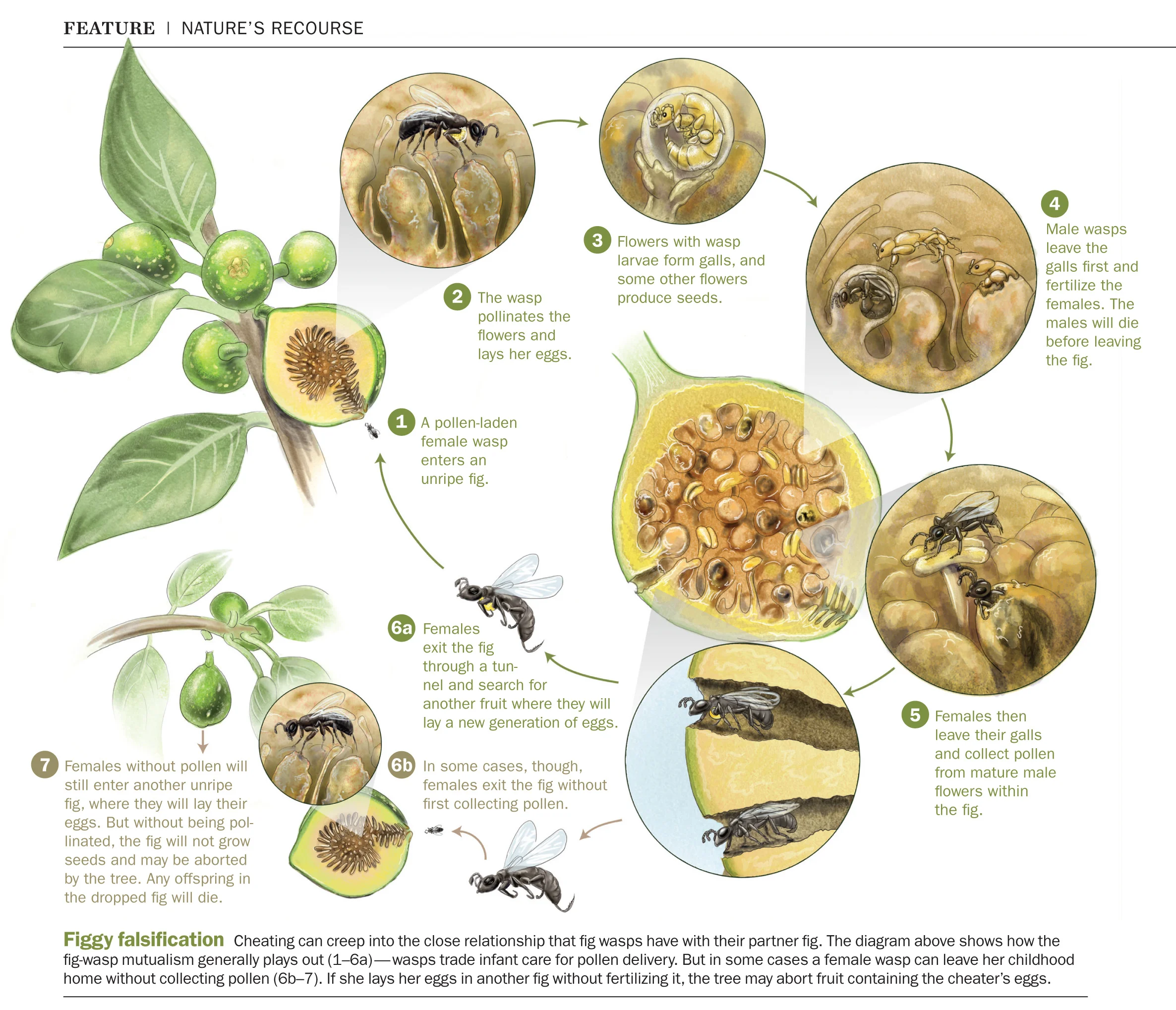 Nature_info.jpg