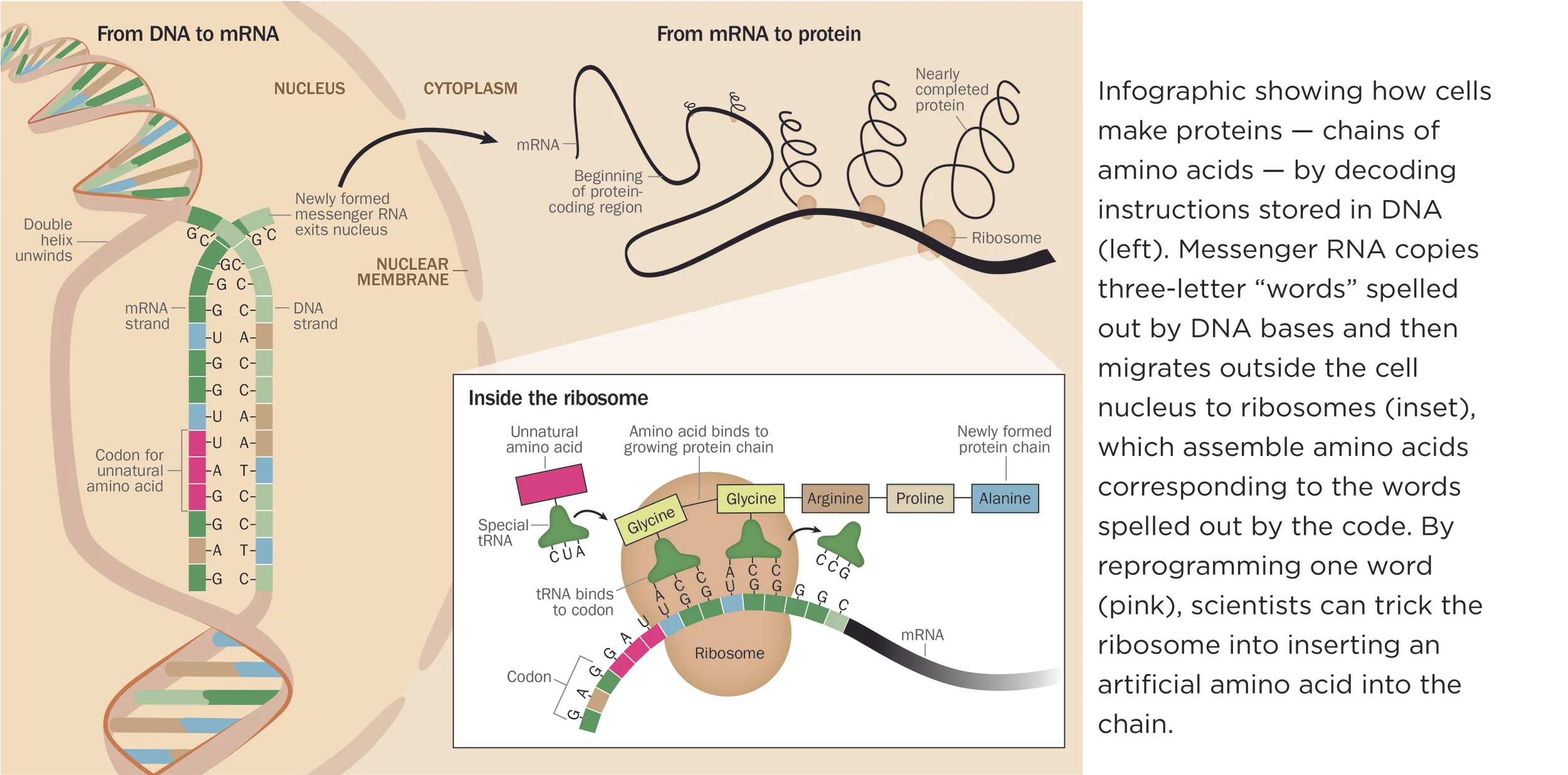 tearsheet_remaining_no boards5.jpg