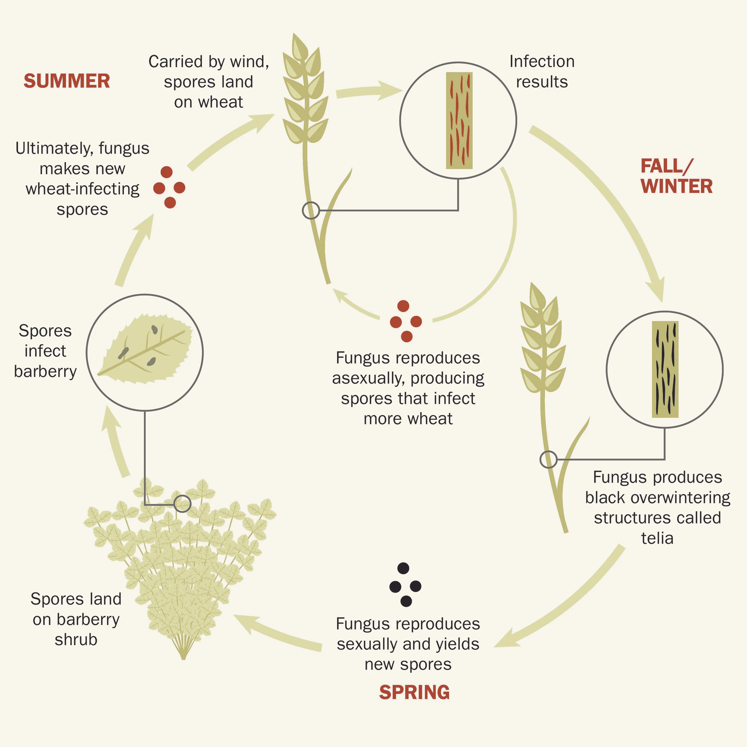 _wheat_rust2.jpg