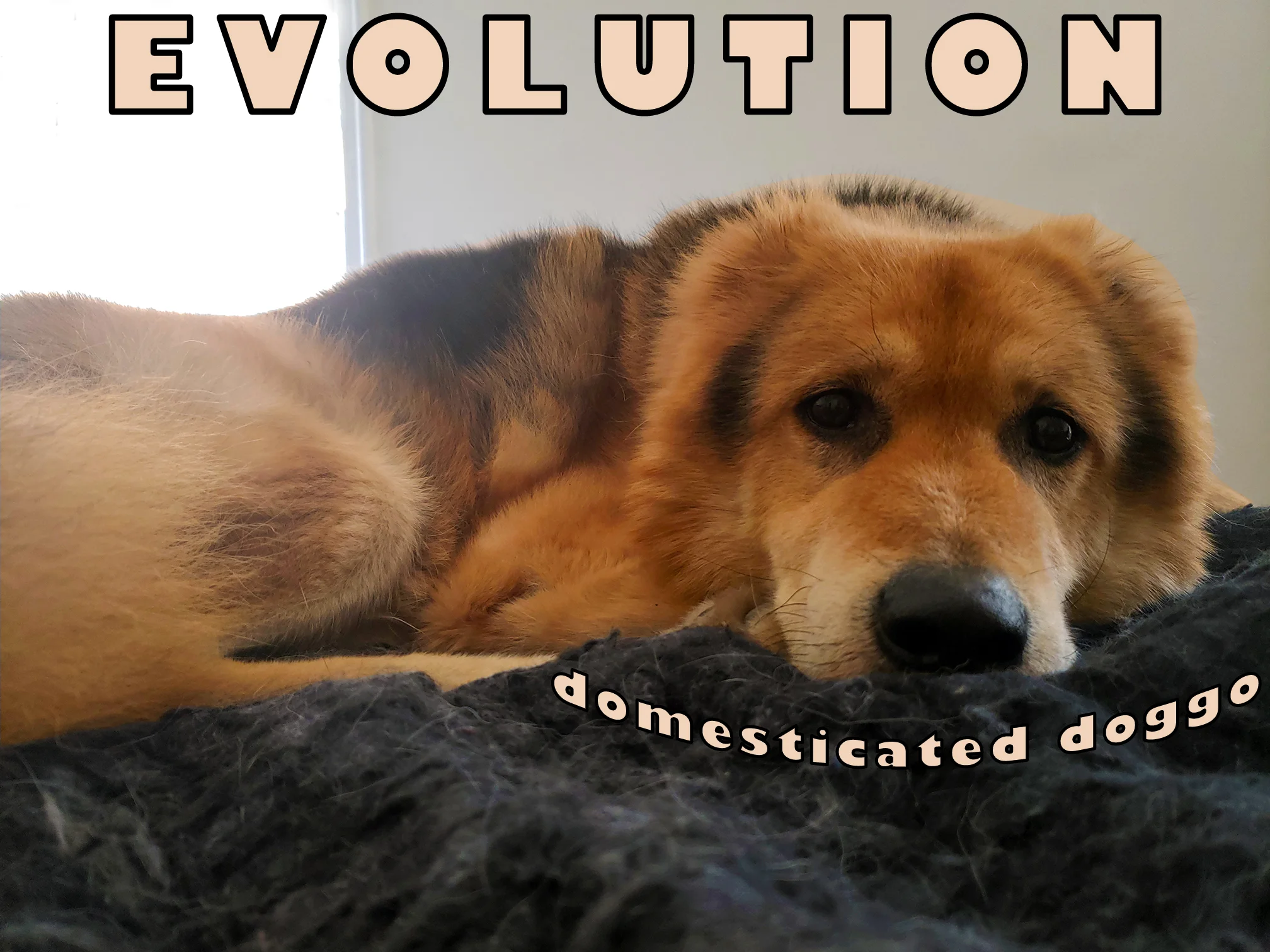 4 Things You Didn't Know About Evolution