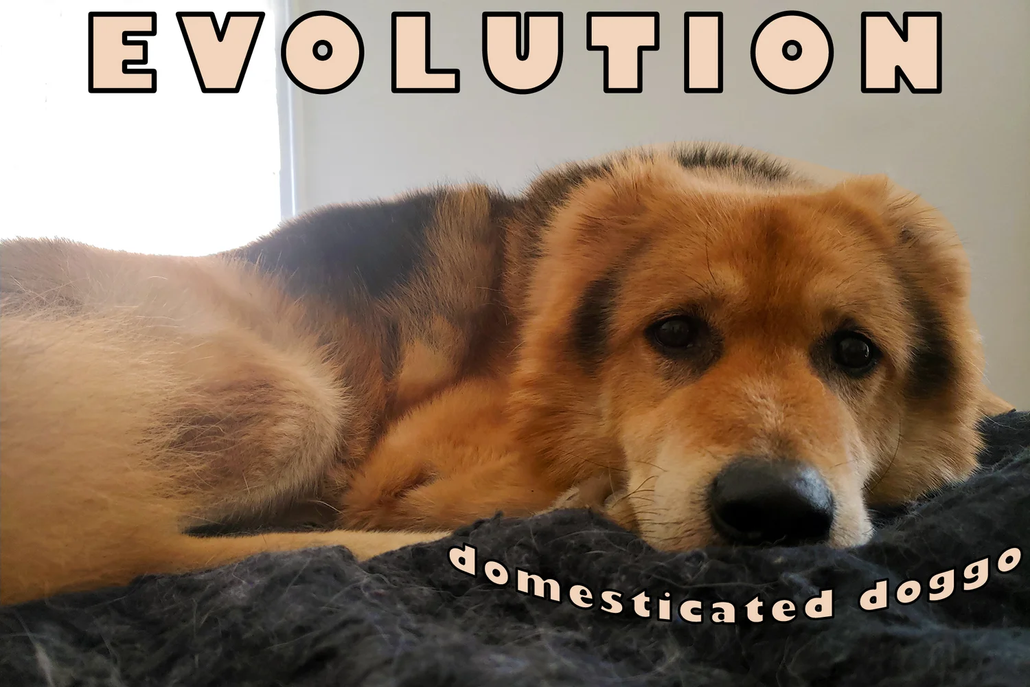4 Things You Didn't Know About Evolution