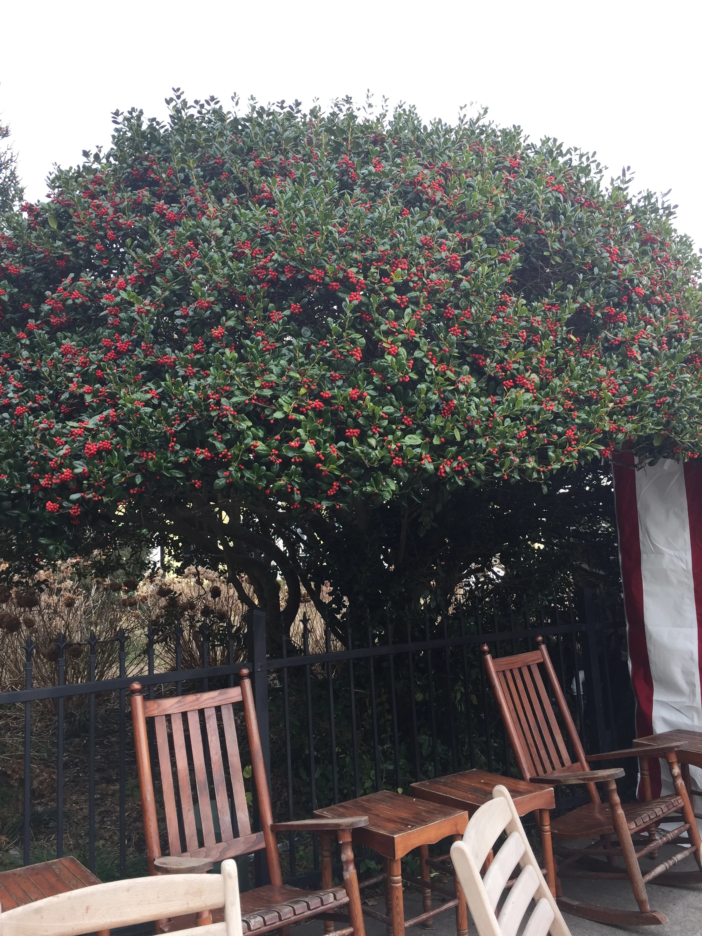Flower tree