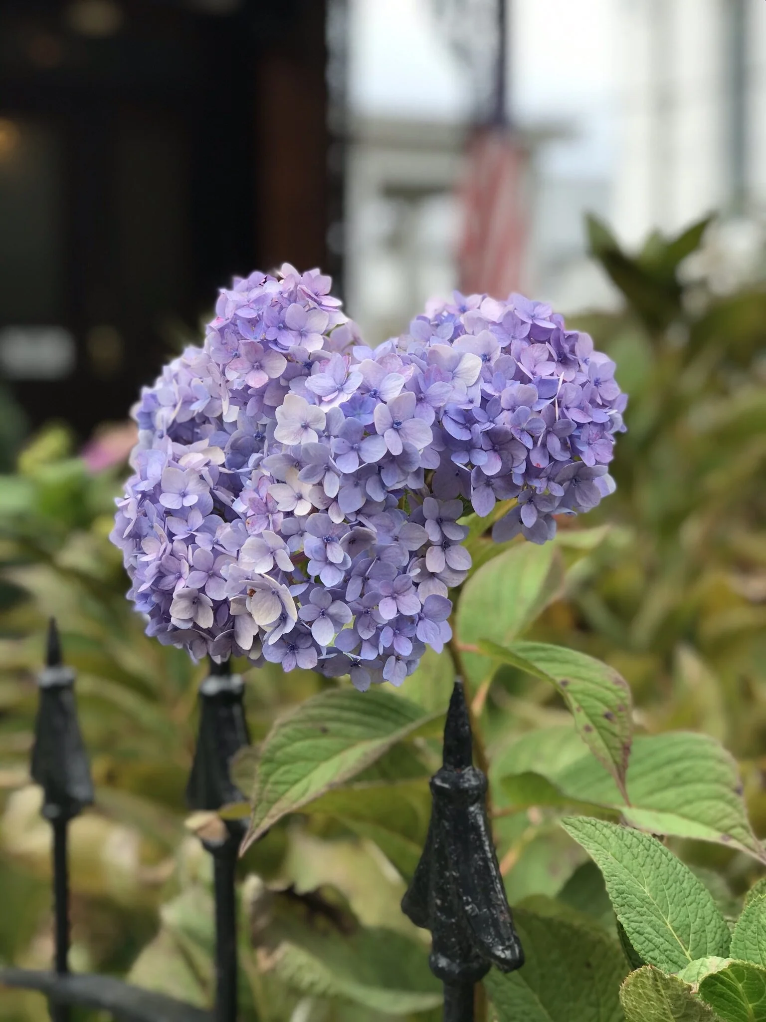 Beautiful hydrangeas in bloom ✨🌸