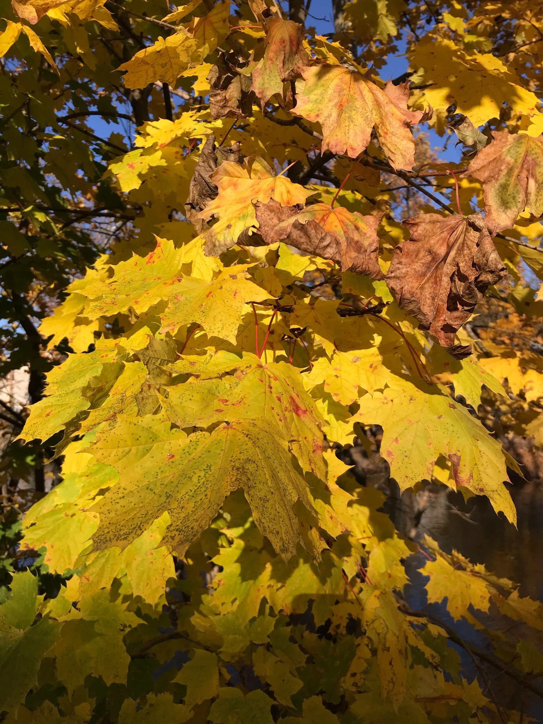 Leaves changing colors