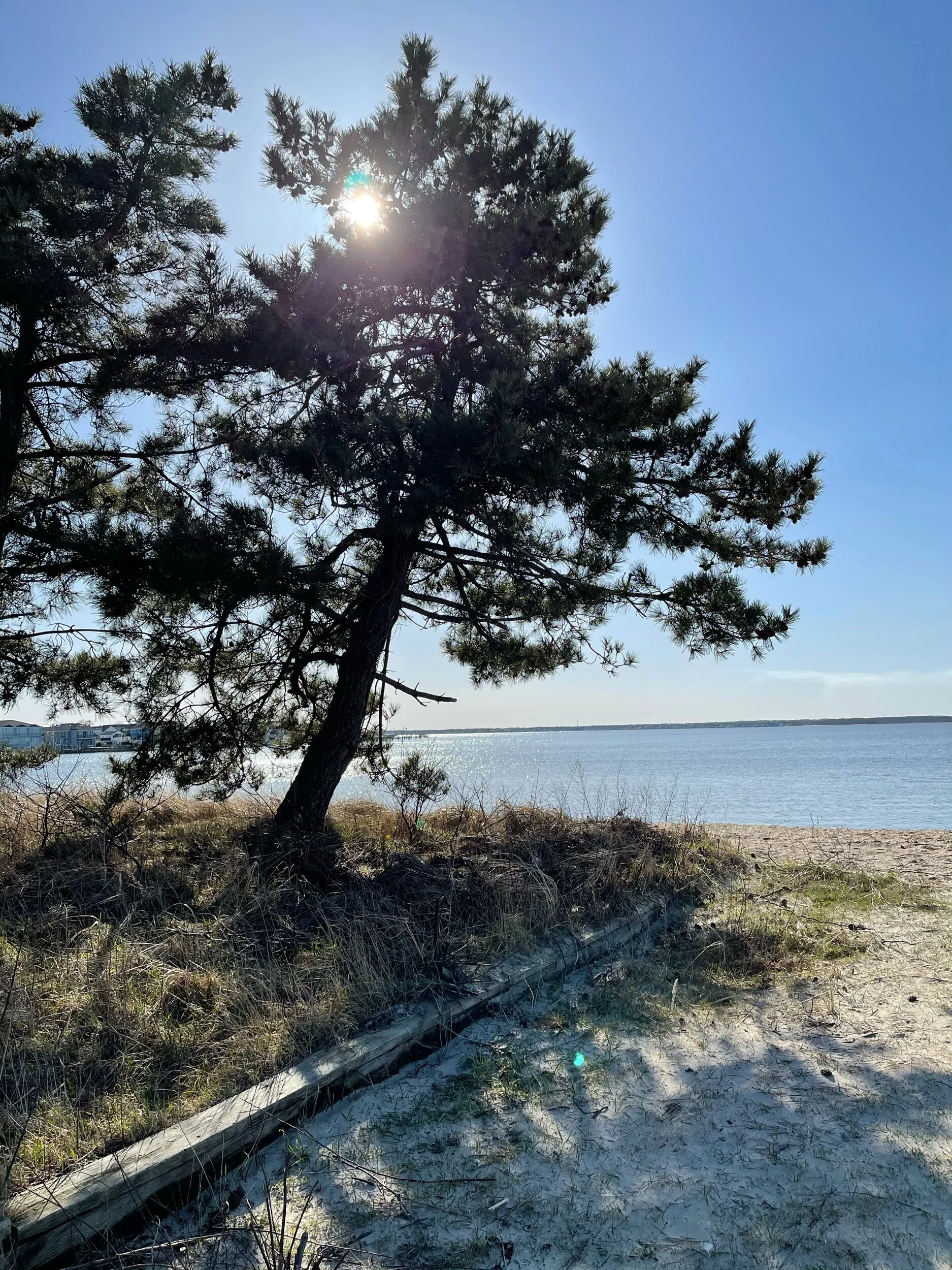 Jacobsen ParkLavallette, New Jersey March 2021