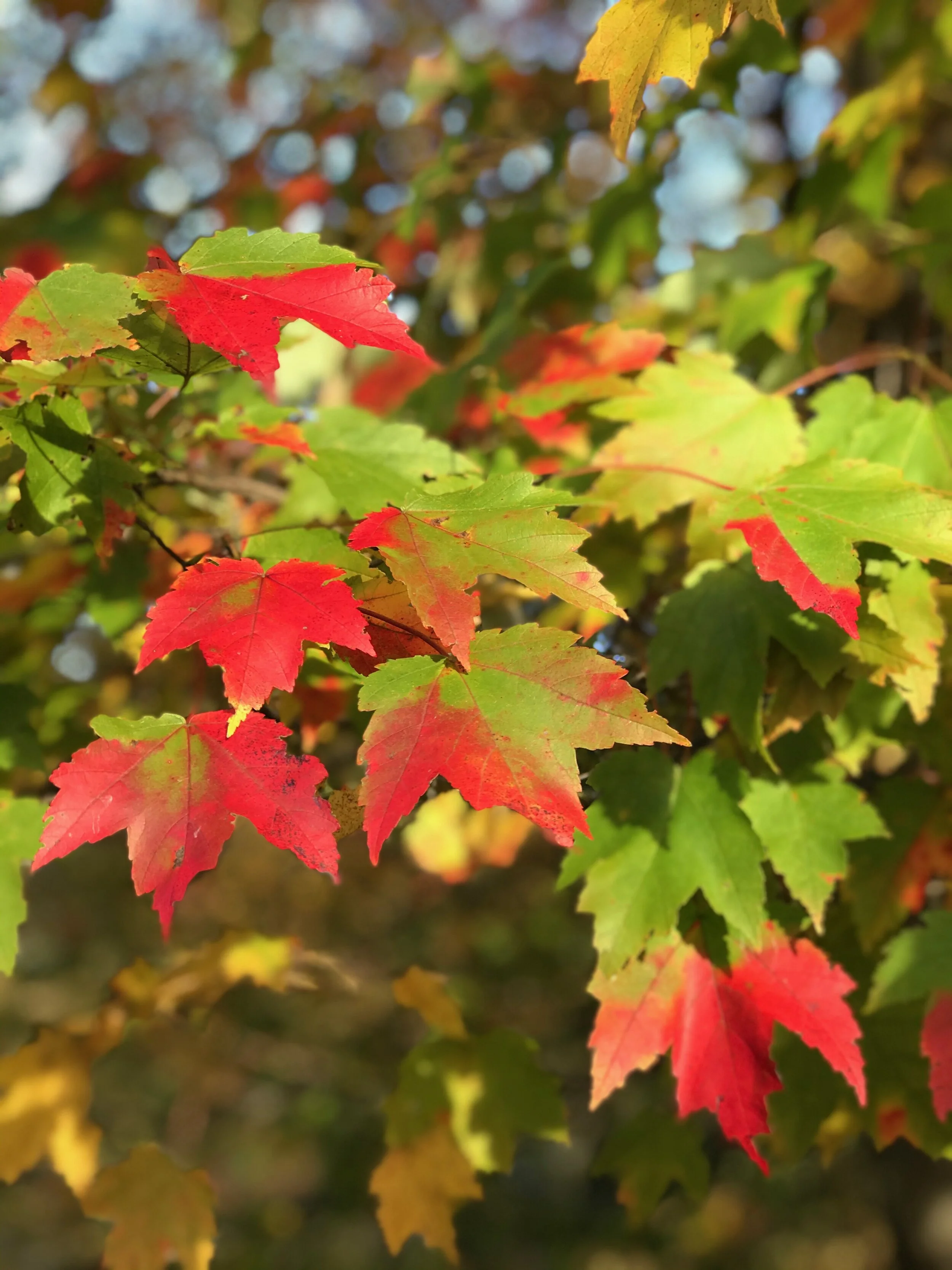 My Favorite Autumn Foliage Moments