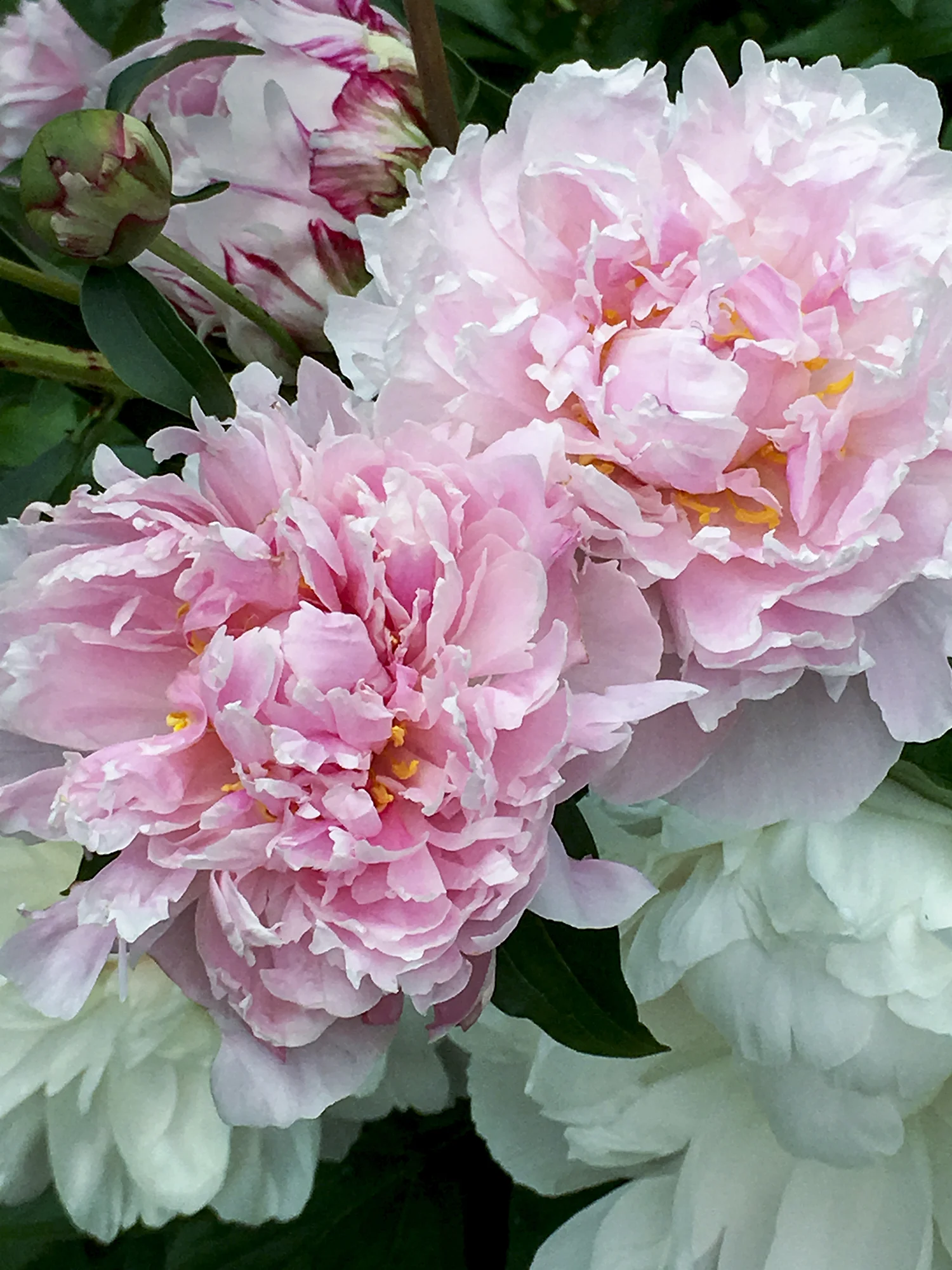 Peony #8