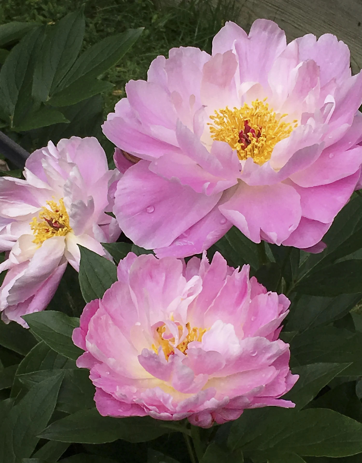 Peony #9