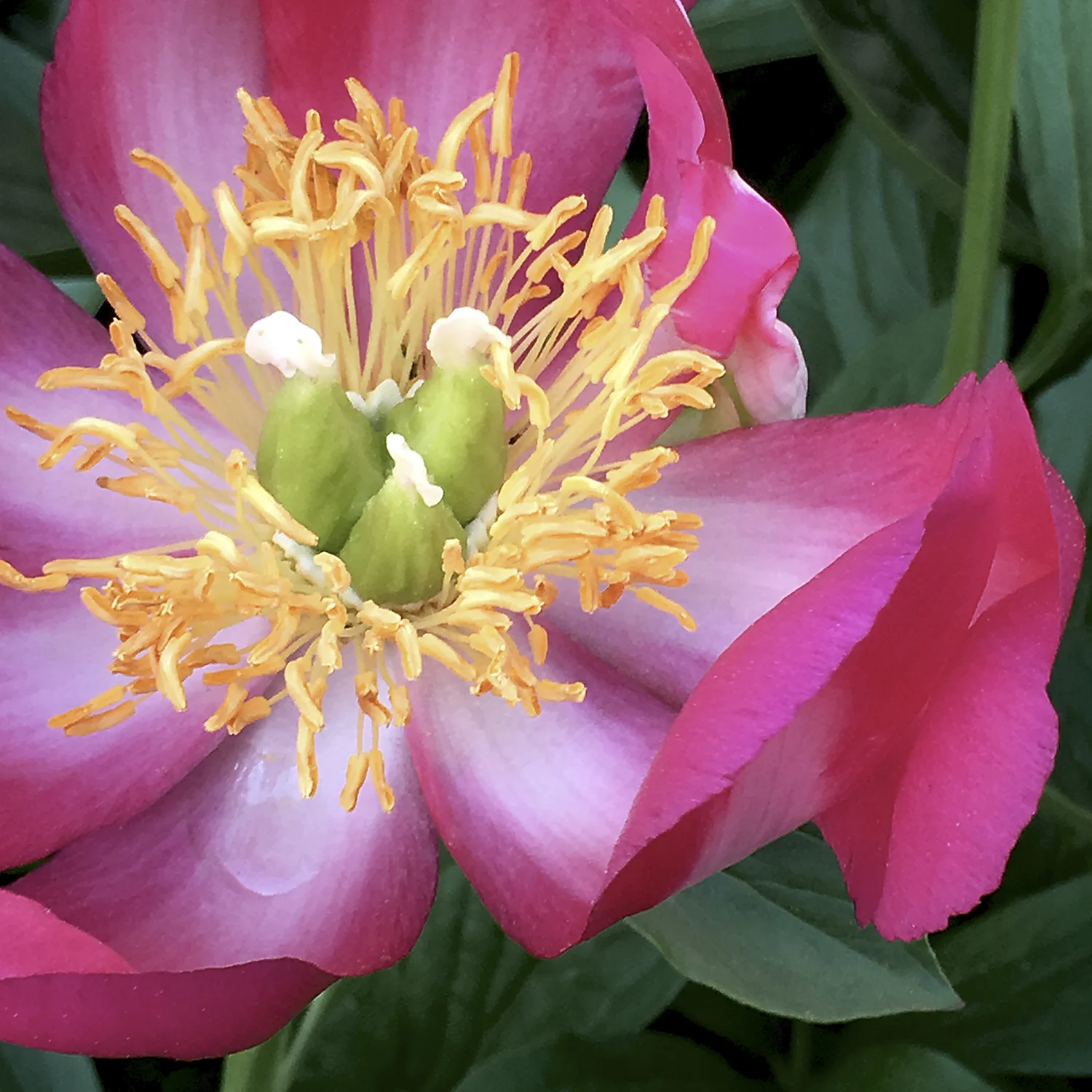 Peony #1