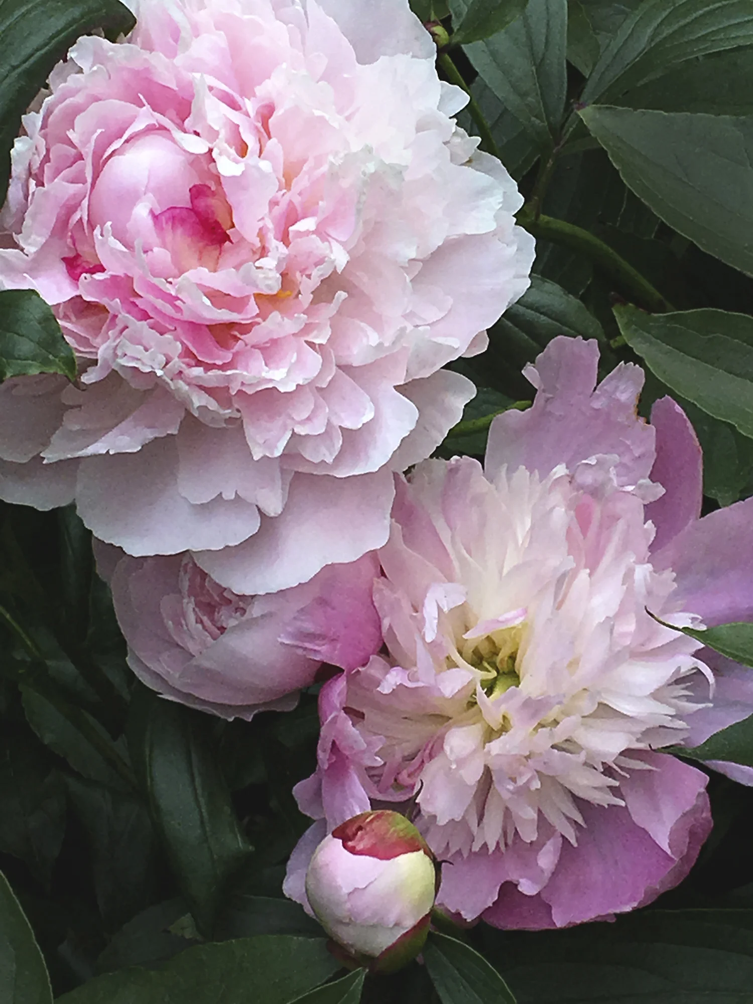 Peony #15