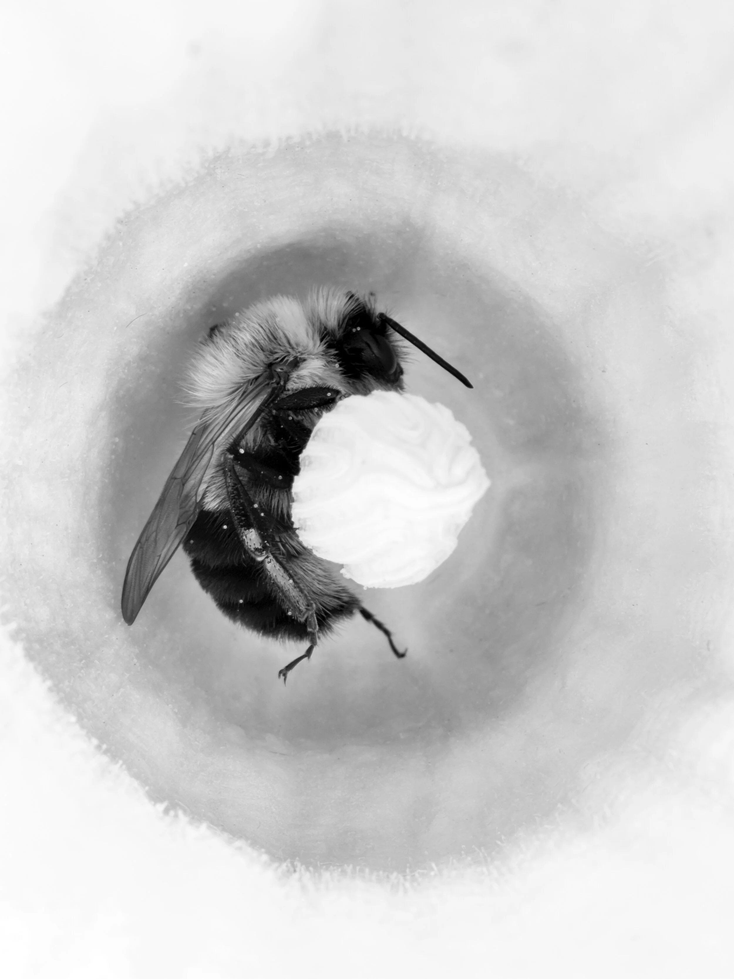 “Bee”Ben Nelson