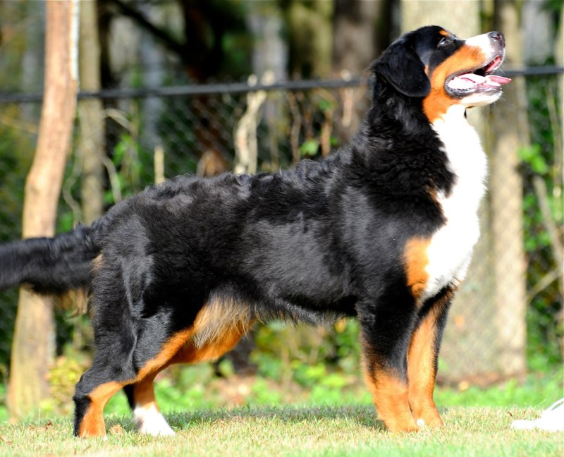 bernese mountain dog puppies ma