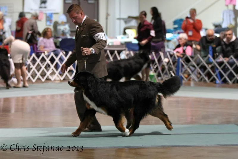 Wesley at the Nationals in Loveland, CO! Thank you to Keke Menegoz & Sindi Leo for his class placements in Sweeps & Futurity Sw&S Sweepstakes!