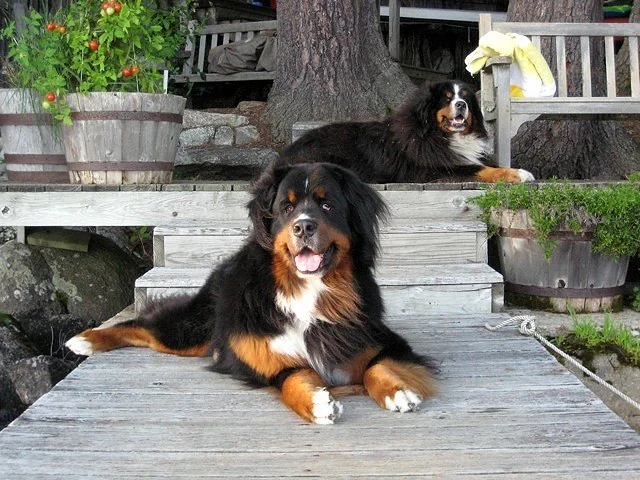 Bartock and Baloo