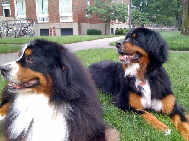 Bartok 11 mos (r) (Emma x Isaac)