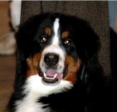 Cooper