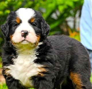 Bubba