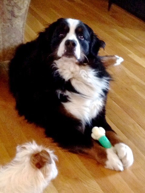 Bubba (Stella x Alex)