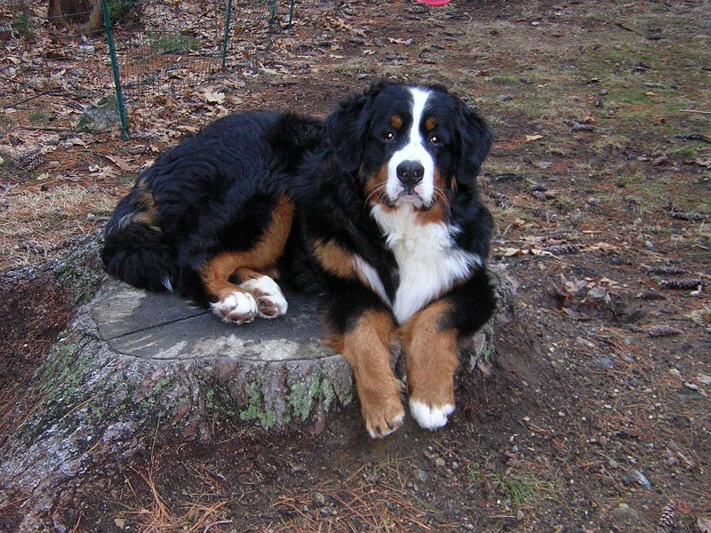 Tonka 8 mos.