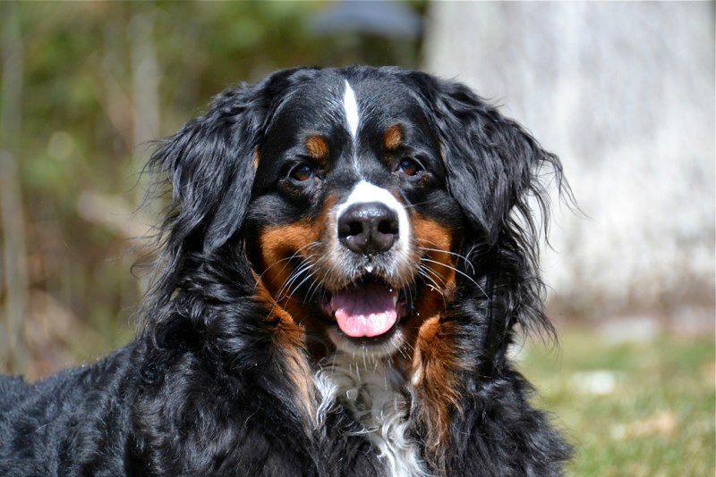 Izzy 7 yrs.