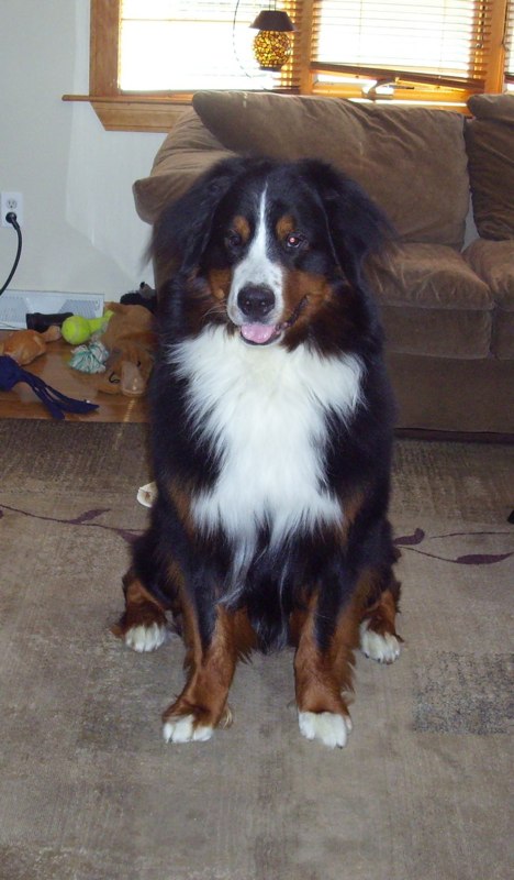Harley 5 mos.