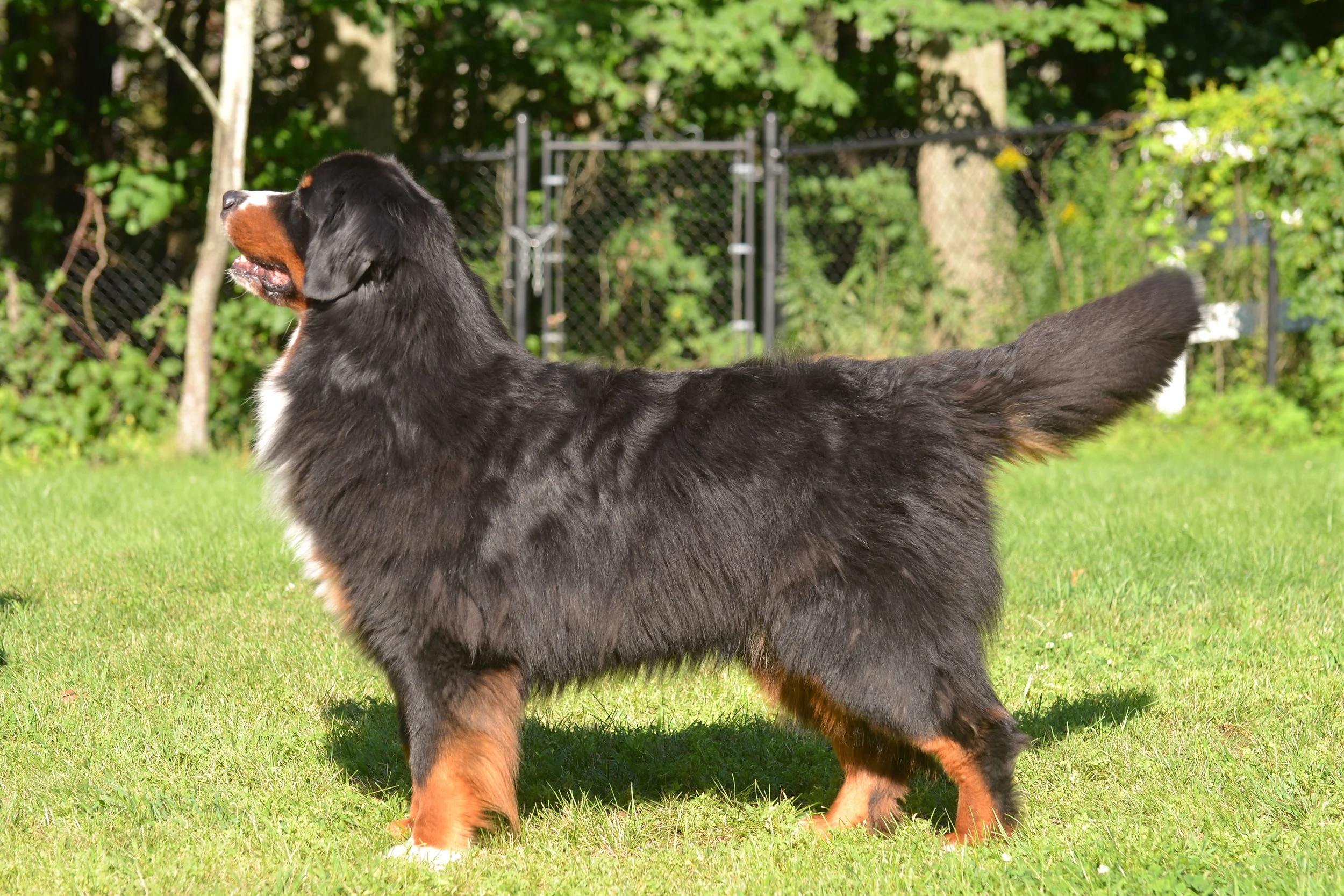 Wesley - "Mystic's New England Patriot" &nbsp;almost 6 yrs old 