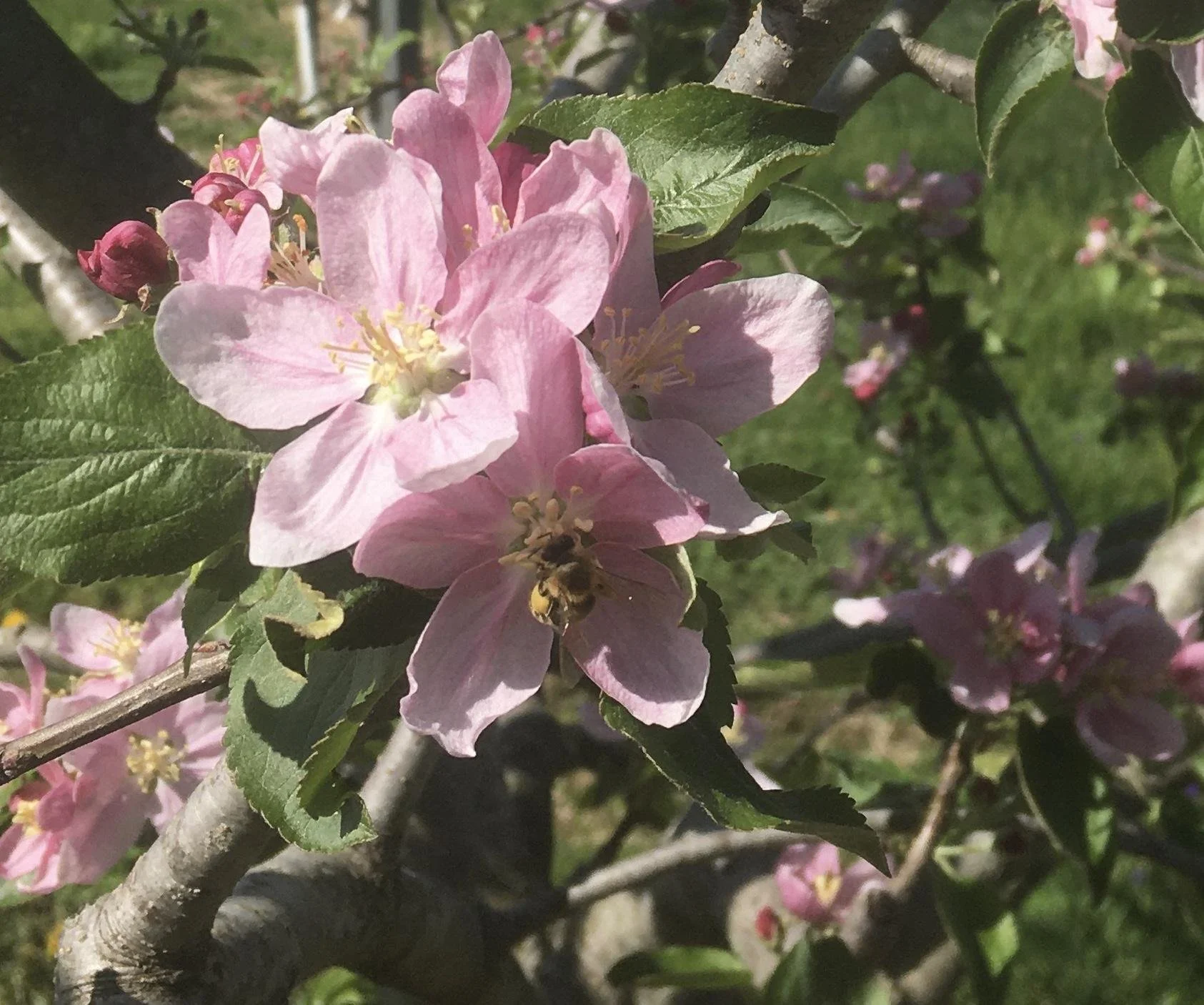 Pollinator Saturday!