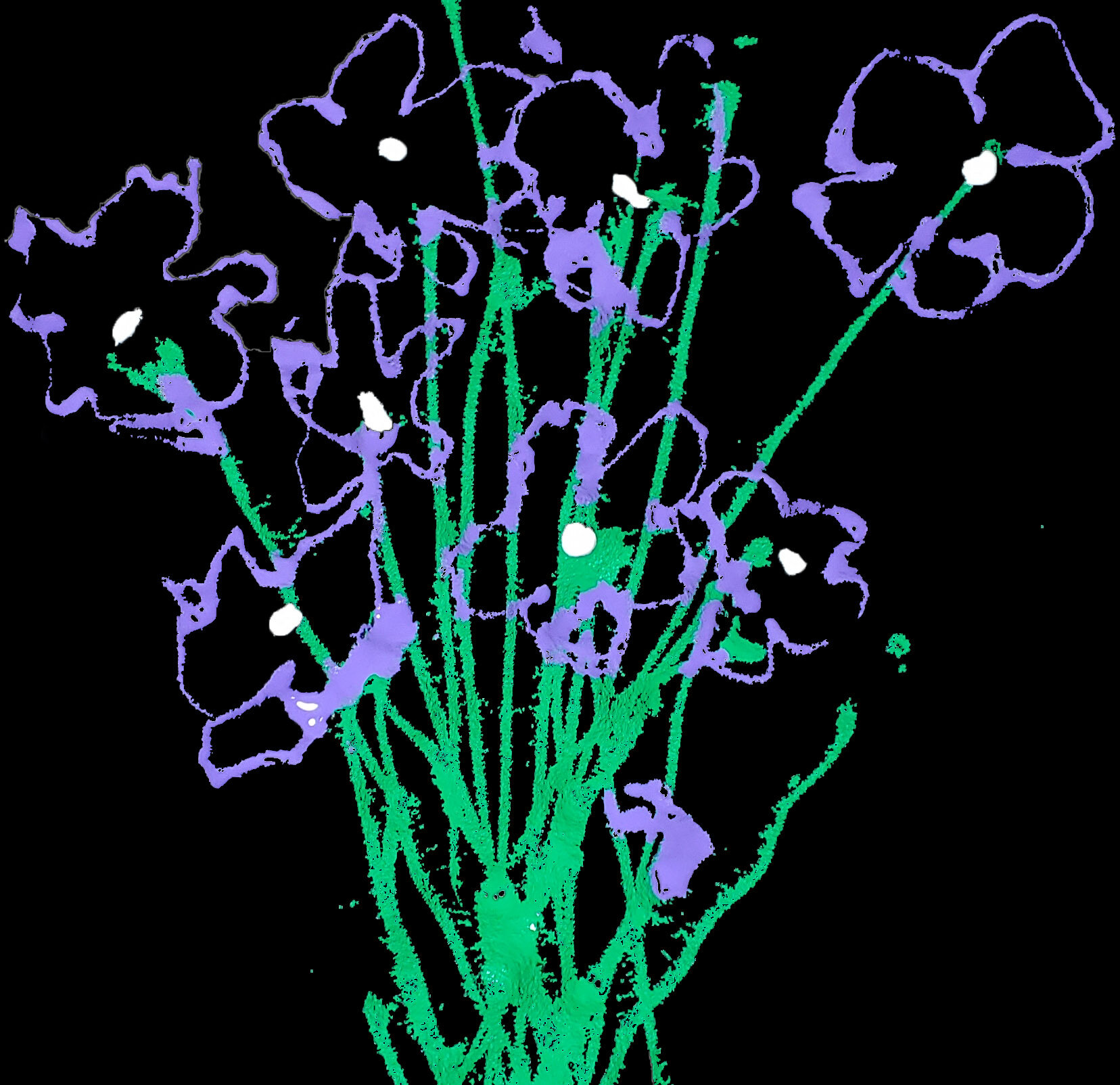 Directory image - Purple Flowers.jpg