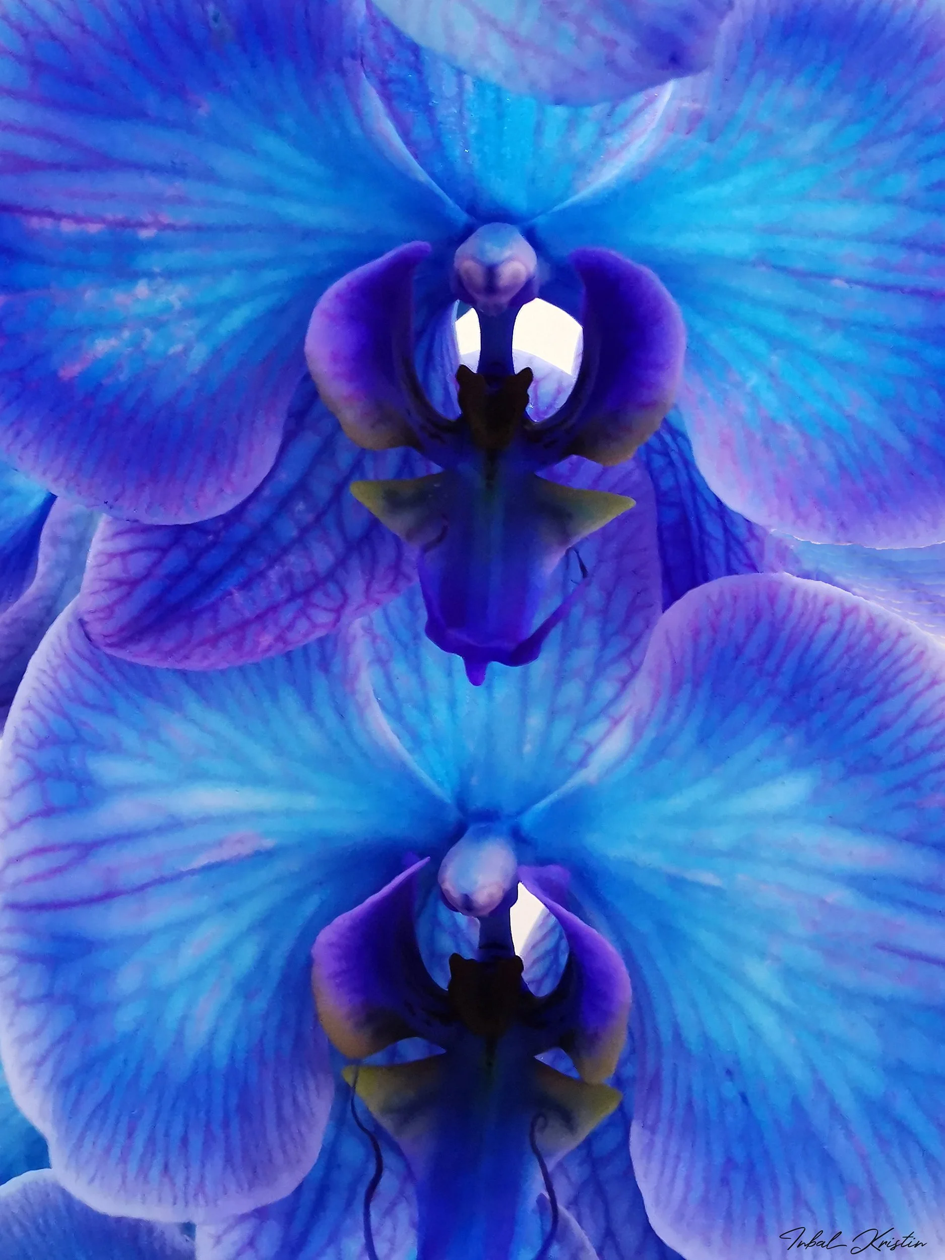 Contemporary Art Curator