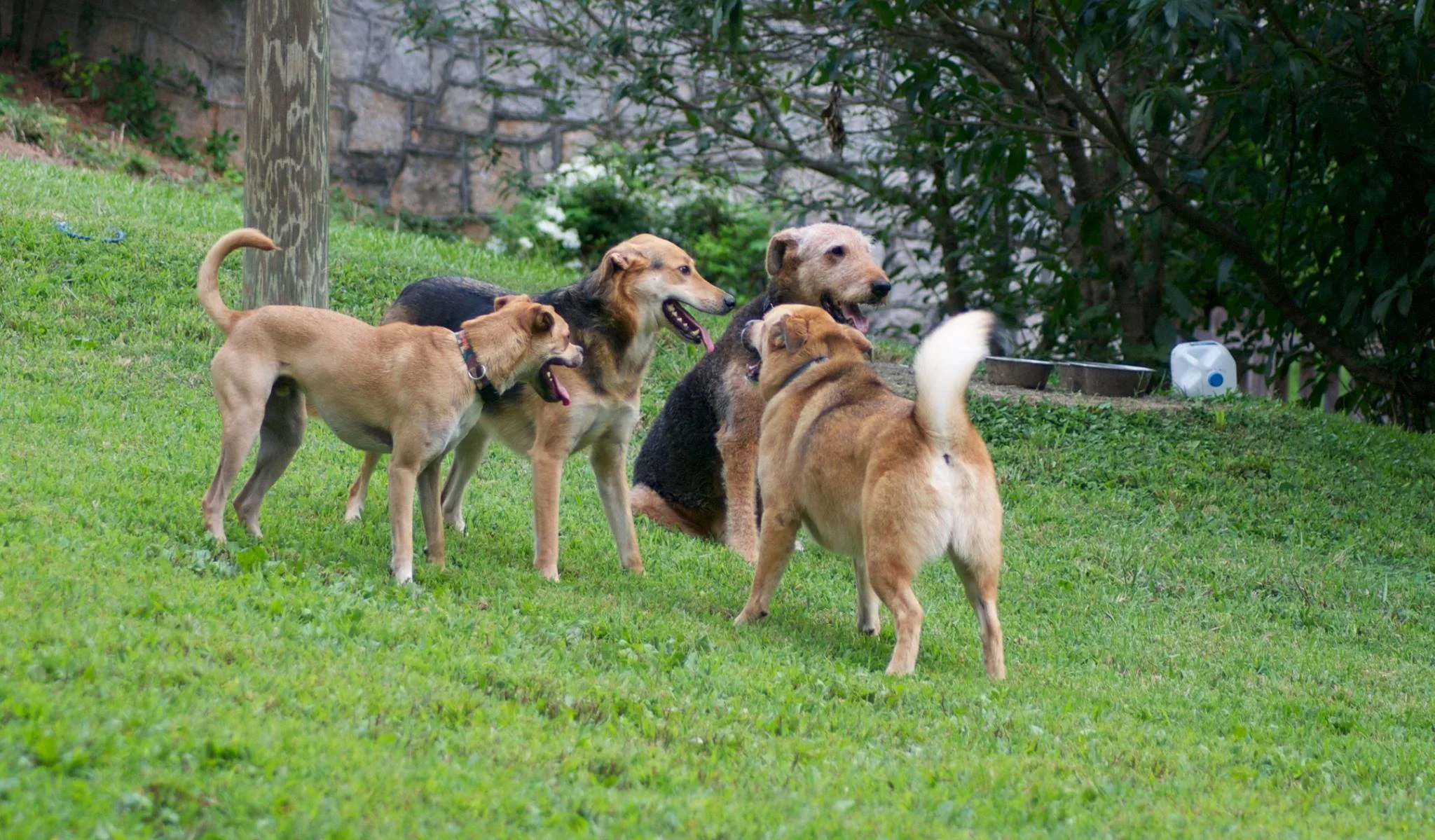 Photos — Ormewood Dog Yard