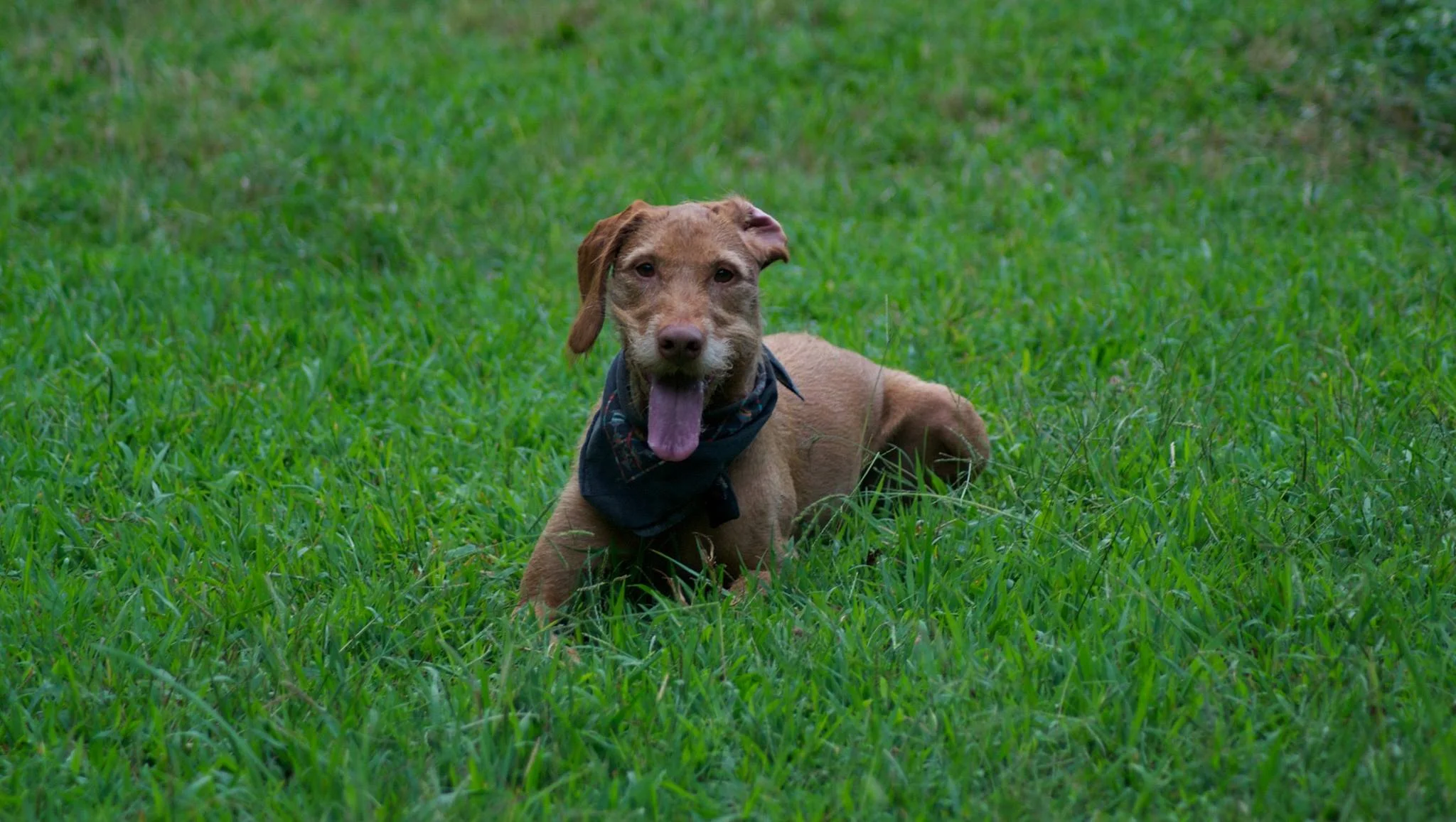 Photos — Ormewood Dog Yard