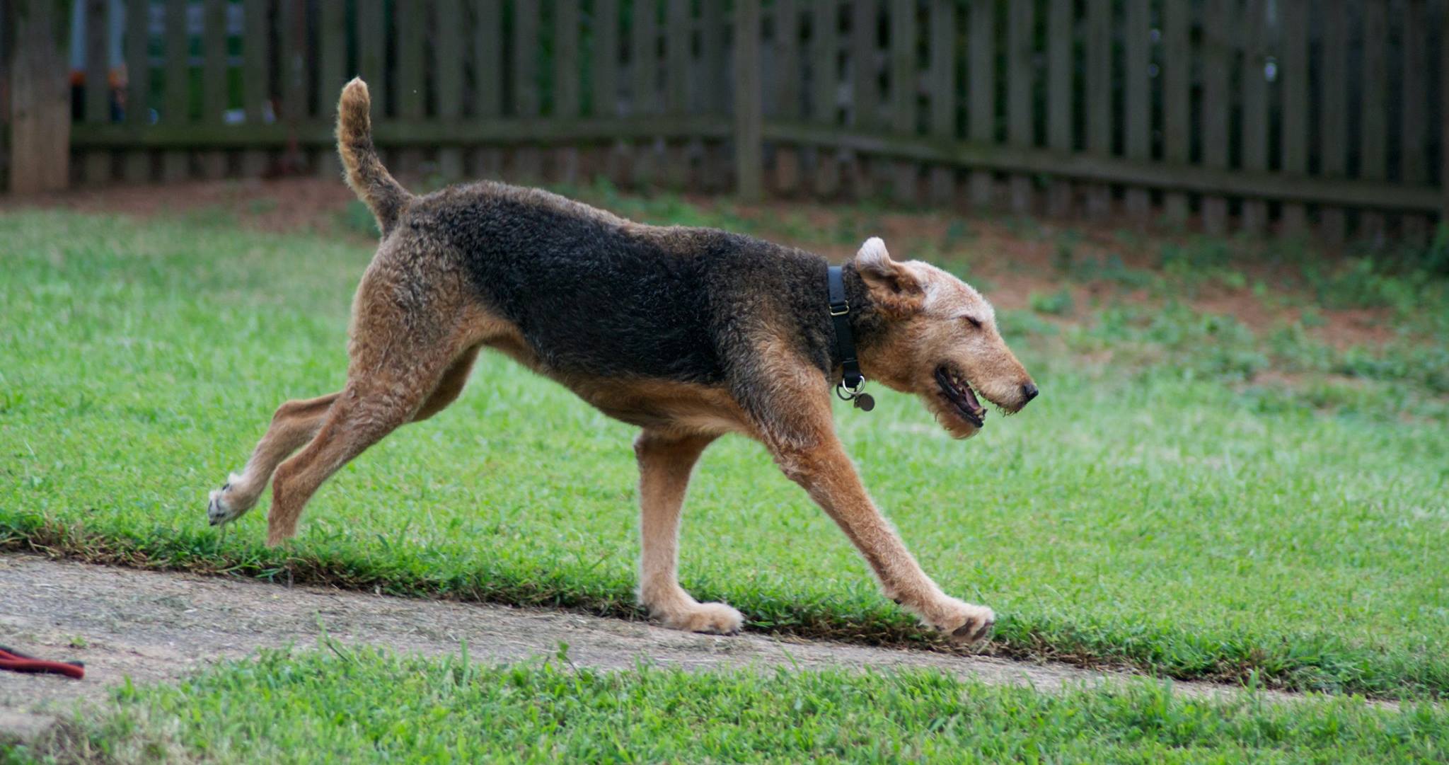 About — Ormewood Dog Yard