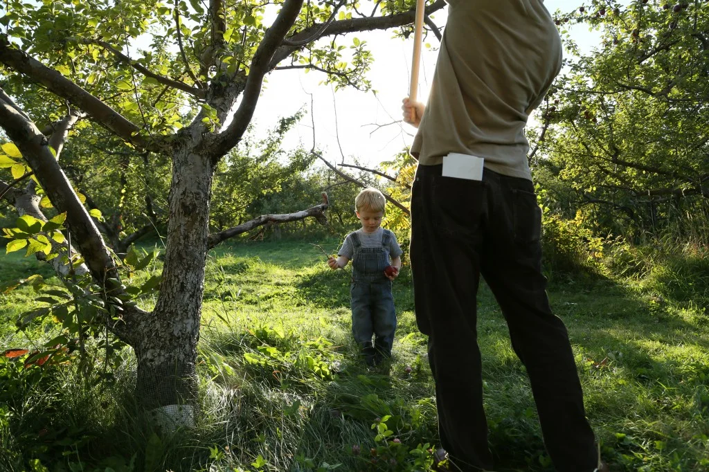 Just a little apple-picking with Daddy (can you tell he came here straight from work?)