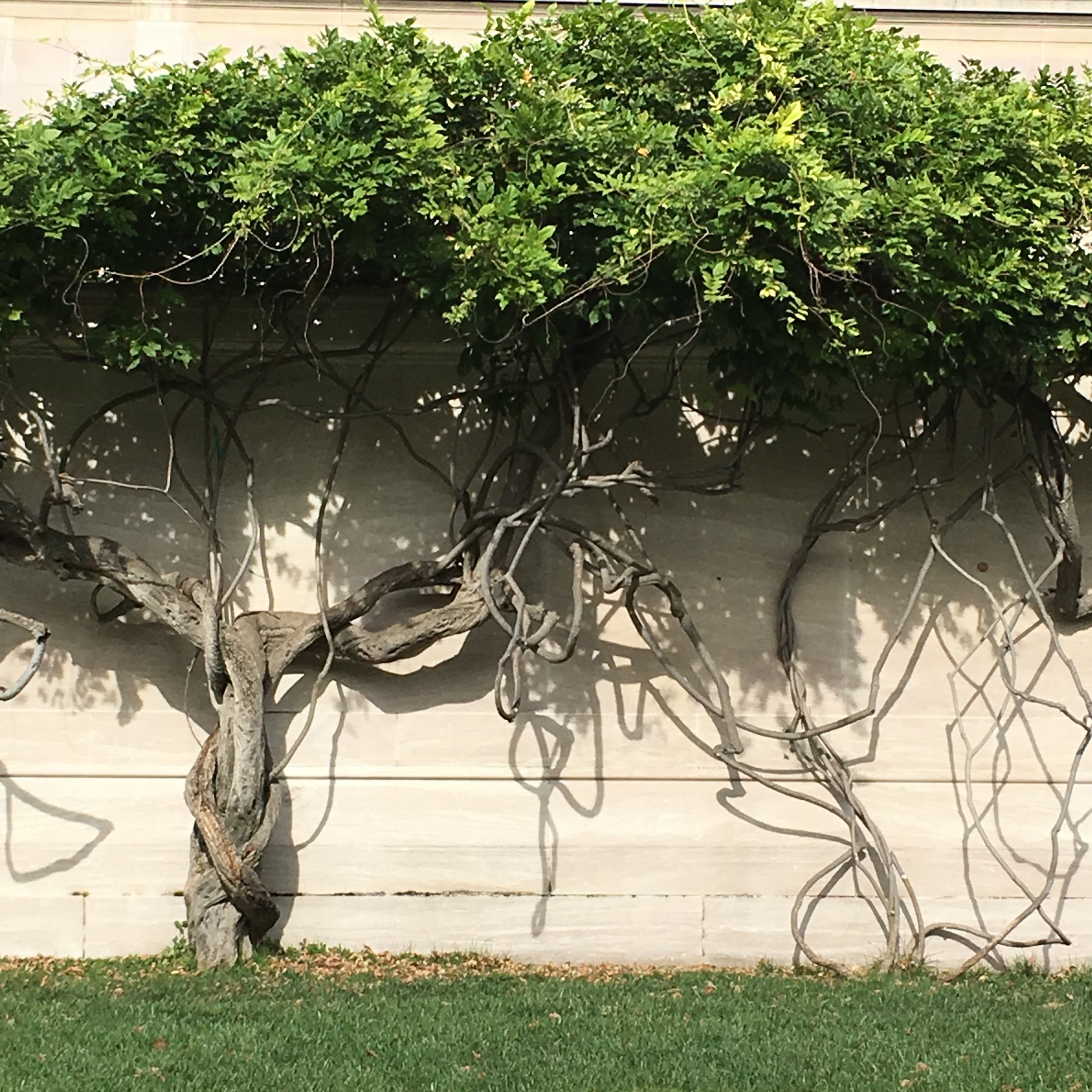 Tree Roots (Copy)